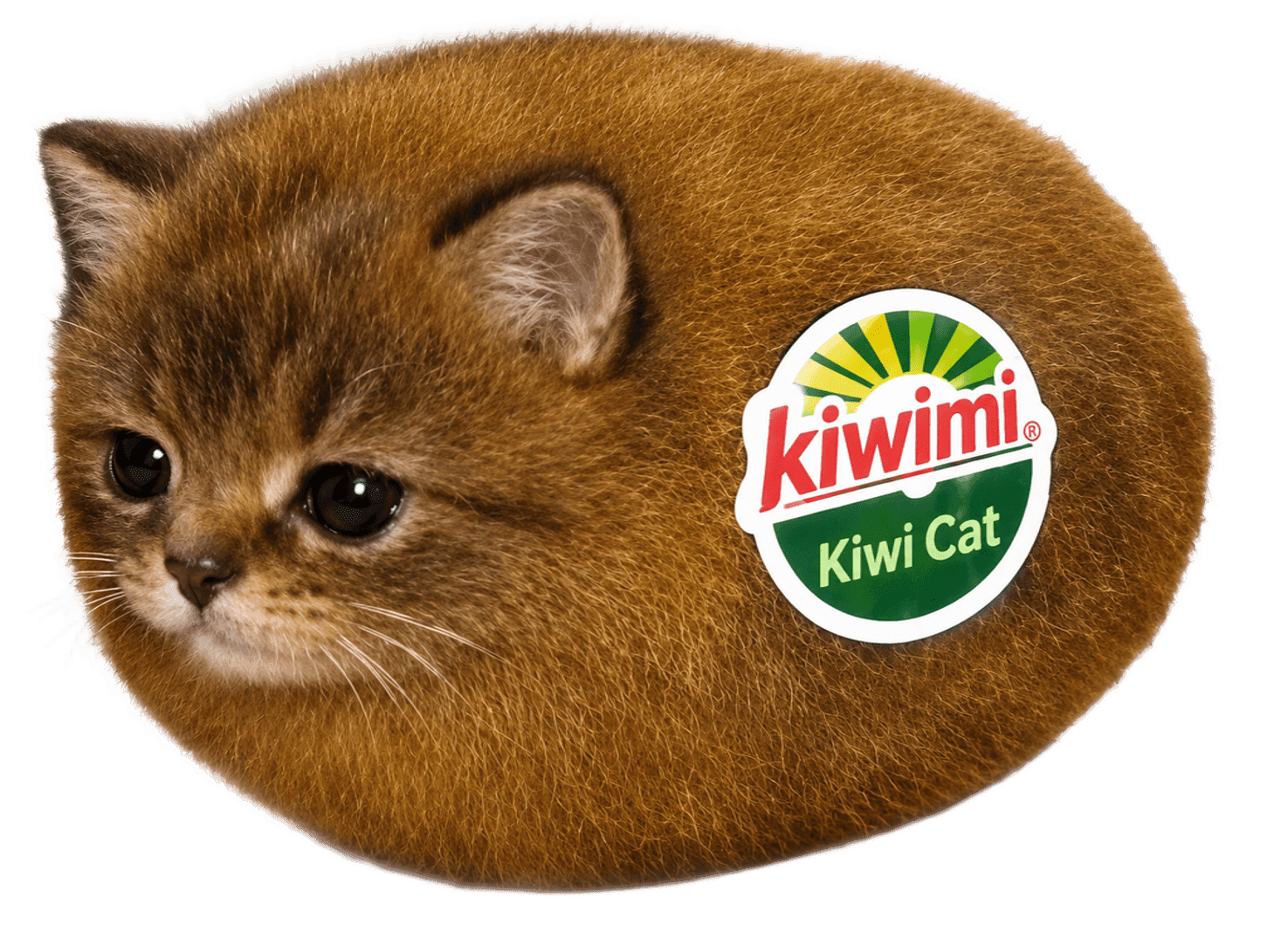 kiwi cat